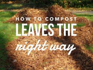 Leaf Composting